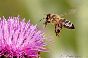 Продукты пчеловодства собранные с собственной пасеки Киев,  Донецк,  Одесса #269316