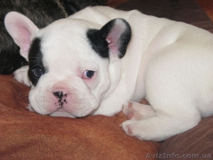малыш французского бульдога #261752