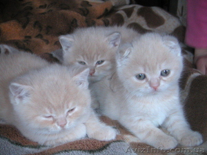Шикарніе британские котята и вислоухая кошечка #250436