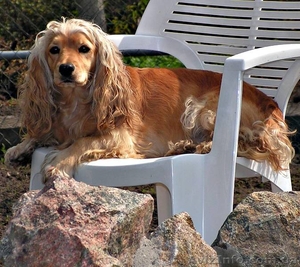 щенки кокер-спаниеля #273054