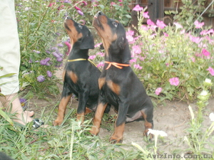 Щенки добермана с документами #263118