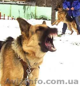 Дрессировка собак(Кинолог-зоопсихолог),  Харьков #278531