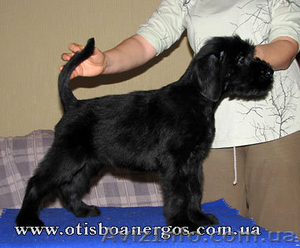 ризеншнауцер - лучшая собака #257166