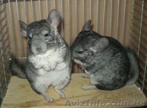 Продаю шиншиллят!!!2, 5 месяца!!! #260557