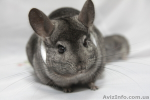 Продам шиншилу СІРИЙ СТАНДАРТ Луцк  #274209