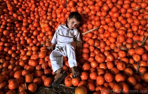 Мандарины Оптом #272373