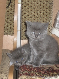 Продам самых красивых британских котят #278459