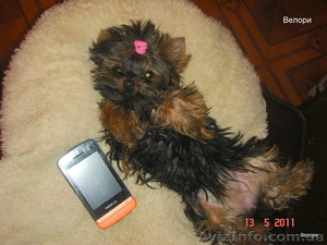 Йоркширские терьеры #216096