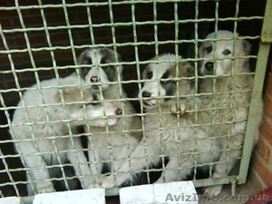 щенки алабая(туркменский волкодав) #278749