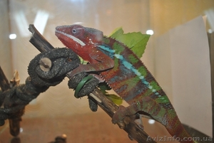 Продажа экзотических животных. #251052