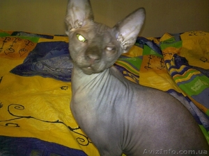 Продам кота сфинкса #273625