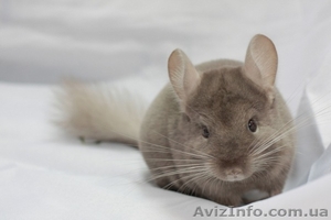 Продам шиншилу г,  Симферополь #274220