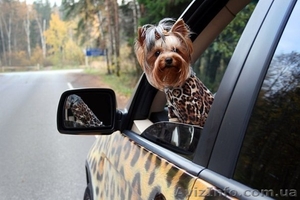 Качественная вязка!  #273553