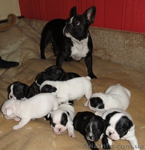 Щенки  бульдога #257505