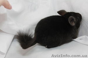Продам шиншилу в г. Запорожье #274197
