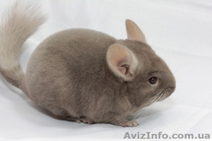 Продам шиншилу 	 Луцк #274204