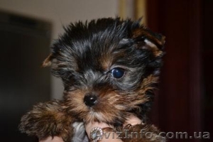 Элитные щеночки йоркширского терьера шоу класса.КСУ #271687
