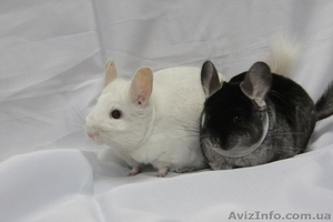 Продам шиншилу СІРИЙ СТАНДАРТ Симферополь #274221