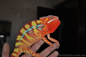 Продажа пантеровых хамелеонов по низким ценам #276918