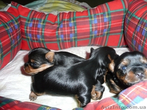 Приглашаем на ВЯЗКУ  ЙОРК! #251756