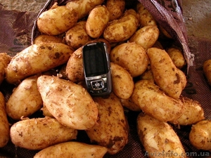 Новый картофель #260086