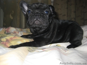 щенки фр. бульдога #296571