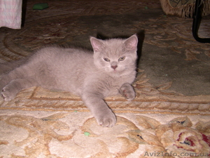 Продам чудесных медвежат британцев в разведение #295752