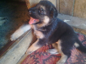 Щеночки немецкой овчарки #300693