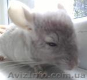 Продам шиншилл дешево #303460