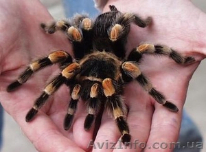 Экзотические пауки-птицееды !!! #281805