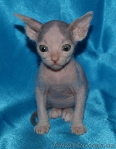 Продам донских сфинксов #298944