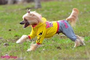 эксклюзивные товары для Ваших питомцев #300832