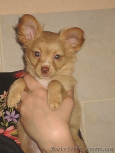 Щенки Той терьера #286625