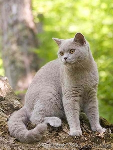 Чистокровные британские котята из питомника Magic Smile*UA #288649