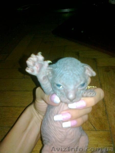 ДОНСКОЙ СФИНКС котята #302471