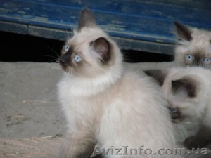 Невские Маскарадные котята #291810