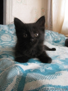     красивые котята в добрые руки в Луганске! #296739