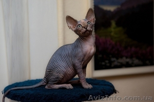 питомник Астарта Канадский сфинкс  #300769
