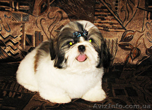 Щенки ши-тцу - пушистая радость. #40487