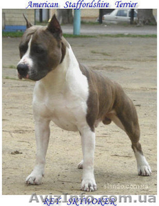 Продам шикарных щеночков американского стаффордширского терьера #290370