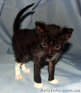 Порода кошек уральский рекс. Купить котенка. #304490