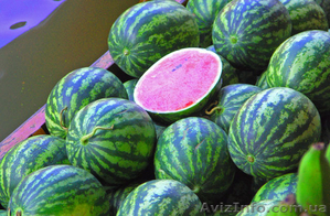 оптом реализуем арбуз #280834