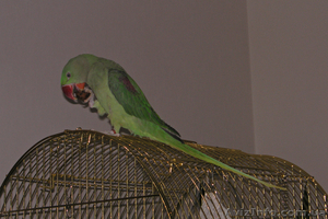 Александрийский попугай с красивой клеткой. #284324