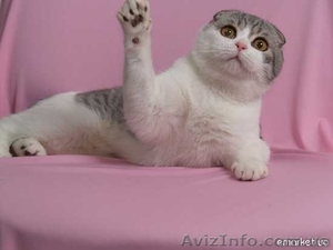 вязка с вислоухим котом #297293