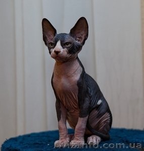 Котята КАНАДСКИЙ СФИНКС Питомник Астарта #300760