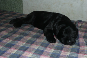 Элитные щенки ризеншнауцера от Интерчемпионов! #282606