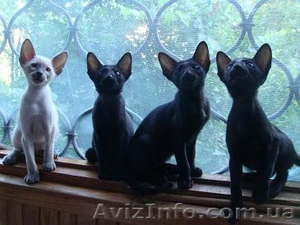 ориентальные сиамские котята #293961