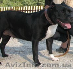 Отдам в хорошие руки СТАФФОРДА (сука,  1 год),  с прививками,  уши купированы. #303919