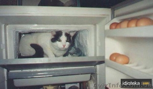 продам холодильники б/у 1-2-3х камерные. 600-700-1500гр.Днепр.Минск.Донбасс.Норд #306023