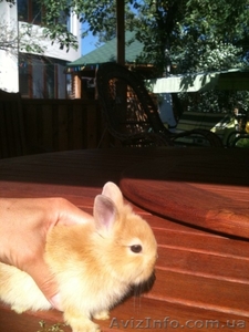 Декоративные крольчата #294852